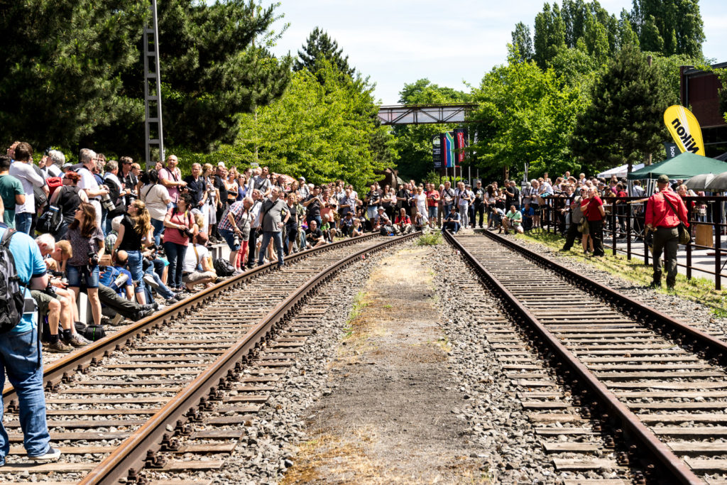 Greifvogel Show am Sonntag