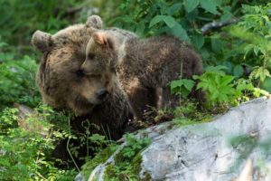 Natur- und Wildlifefotografie &raquo; Photo+Adventure