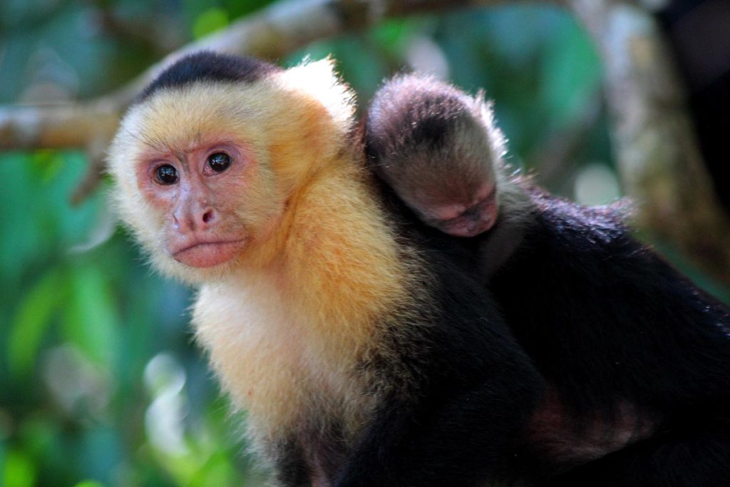 Costa Rica: das Paradies der Biodiversität - Photo+Adventure