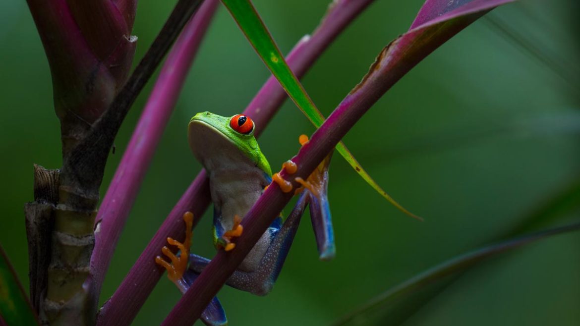 Costa Rica: das Paradies der Biodiversität - Photo+Adventure