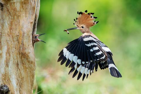 Ansitzfotografie: Tier- und Vogelfotografie in Österreich und Europa - Heinz Hudelist - Photo+Adventure
