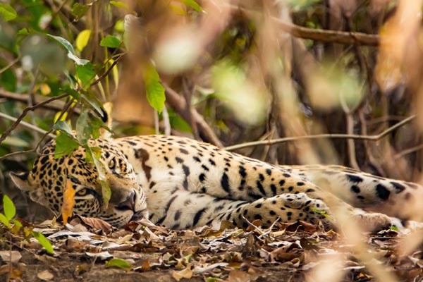 Pantanal: Einzigartiges Naturparadies in Brasilien - Rainer Skrovny / ARR Reisen I Natur.Kultur.Foto - Photo+Adventure