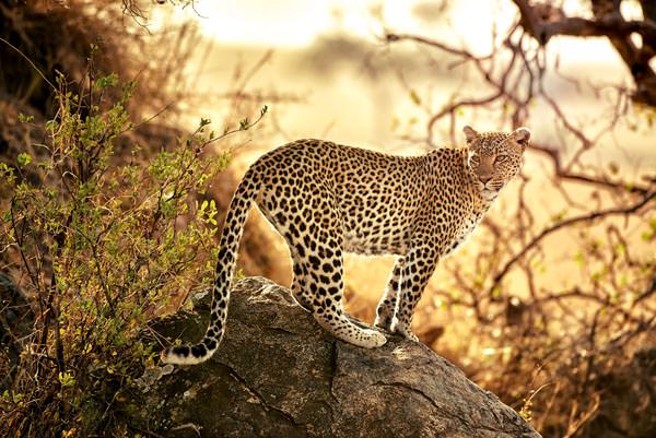 Tansania: Das Land der Savannen - Ines Anderl / Abendsonne Afrika - Photo+Adventure