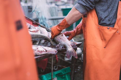 CYOG_Szopory_Vanessa_Fishery_08
