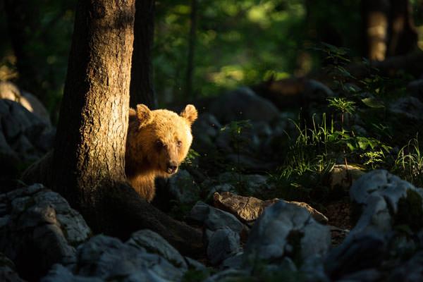Unter wilden Bären - Christine Sonvilla / Slowenien - Photo+Adventure