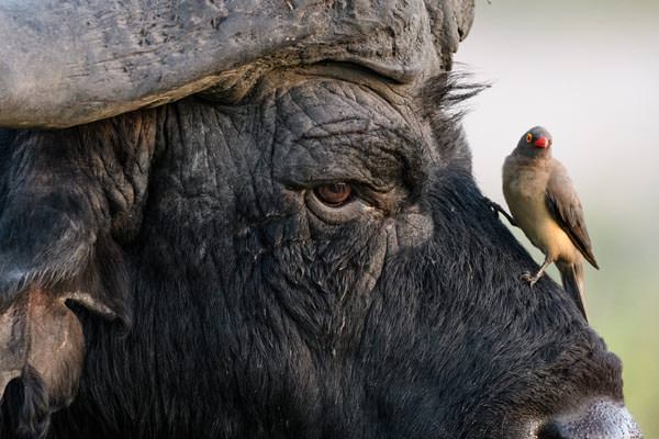 Botswana: Auf Fotosafari im Okavango-Delta - Sandra Petrowitz / Diamir Erlebnisreisen - Photo+Adventure