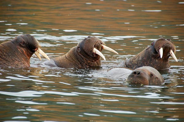 Rund um Spitzbergen - Philipp Schaudy / Ikarus Tours - Photo+Adventure