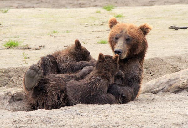 Kamtschatka: Land der Bären und Vulkane - Lisa Veverka / Kamchatka.cc - Photo+Adventure