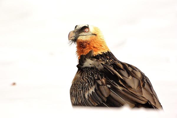Geierland: Naturfotografie in Spanien - Joachim Griesinger / Reisen in die Natur - Photo+Adventure