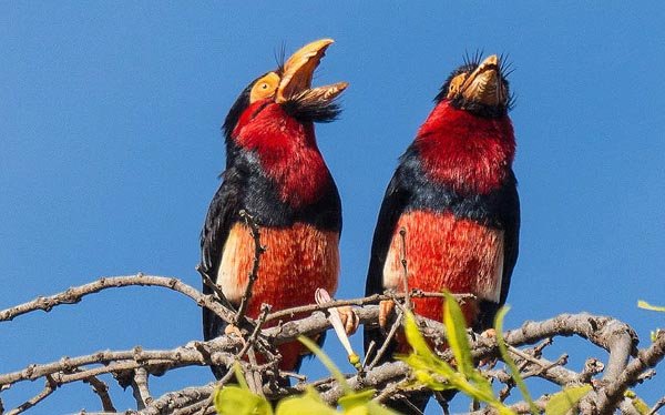 Vogelfotografie in Westafrika: Cabo Verde, Senegal, Gambia - Herbert Bödendorfer / Reisen in die Natur - Photo+Adventure