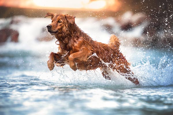 Tipps und Tricks zur Hundefotografie - Jasmin Hummer / Tamron - Photo+Adventure