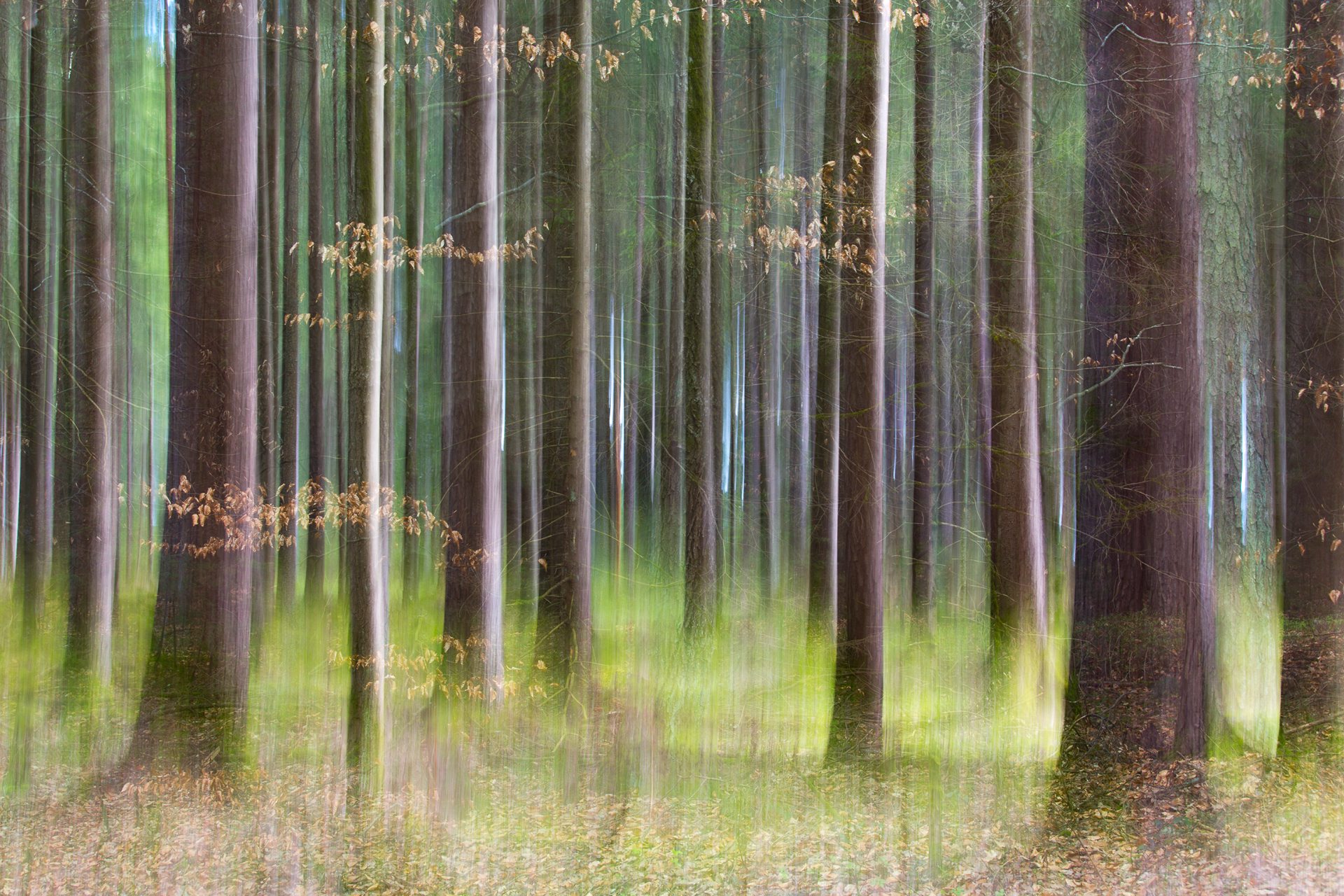 Magischer Wald: kreative Fotografie im Wienerwald - Perdita Petzl - Photo+Adventure