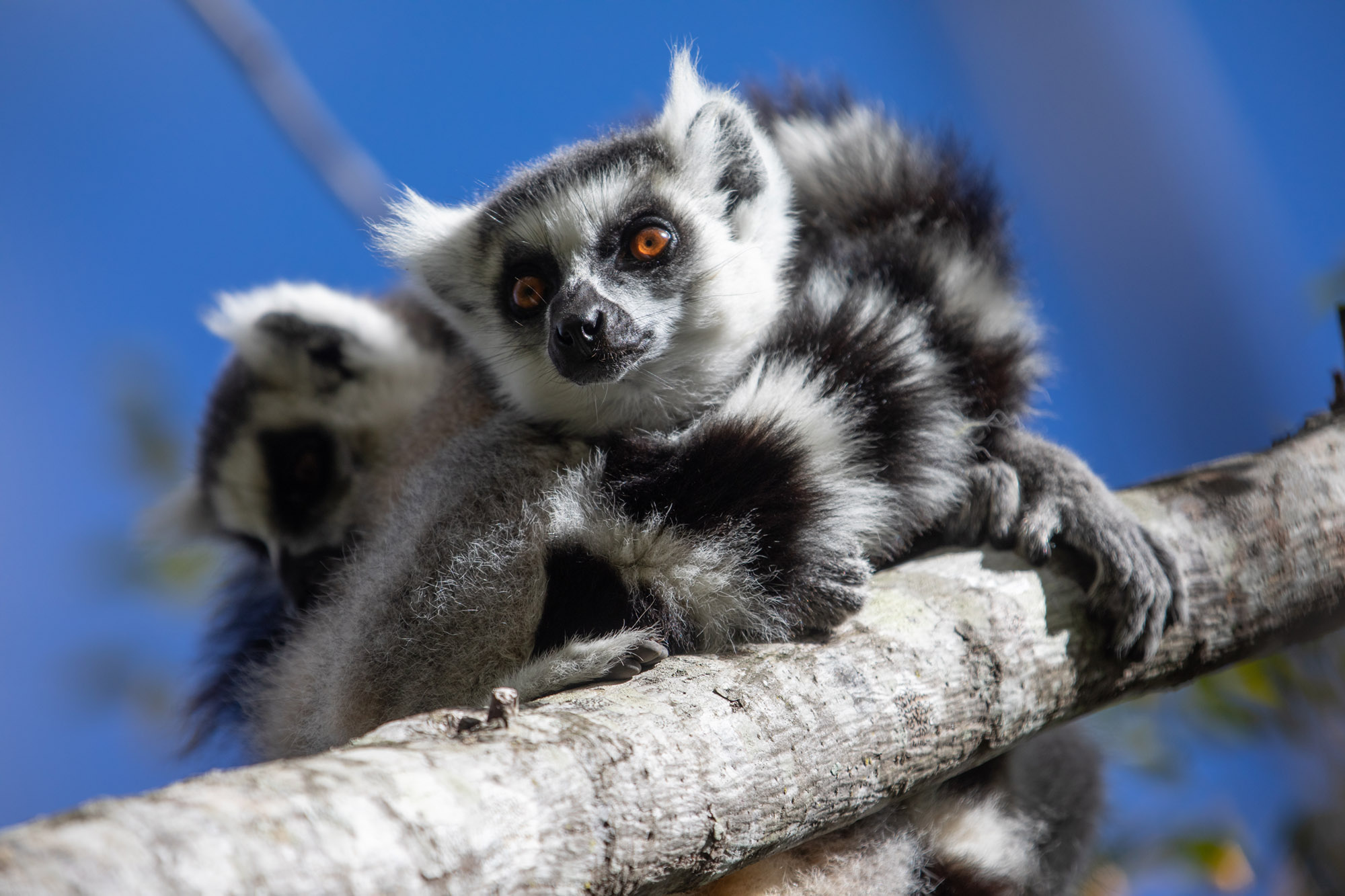 Madagaskar