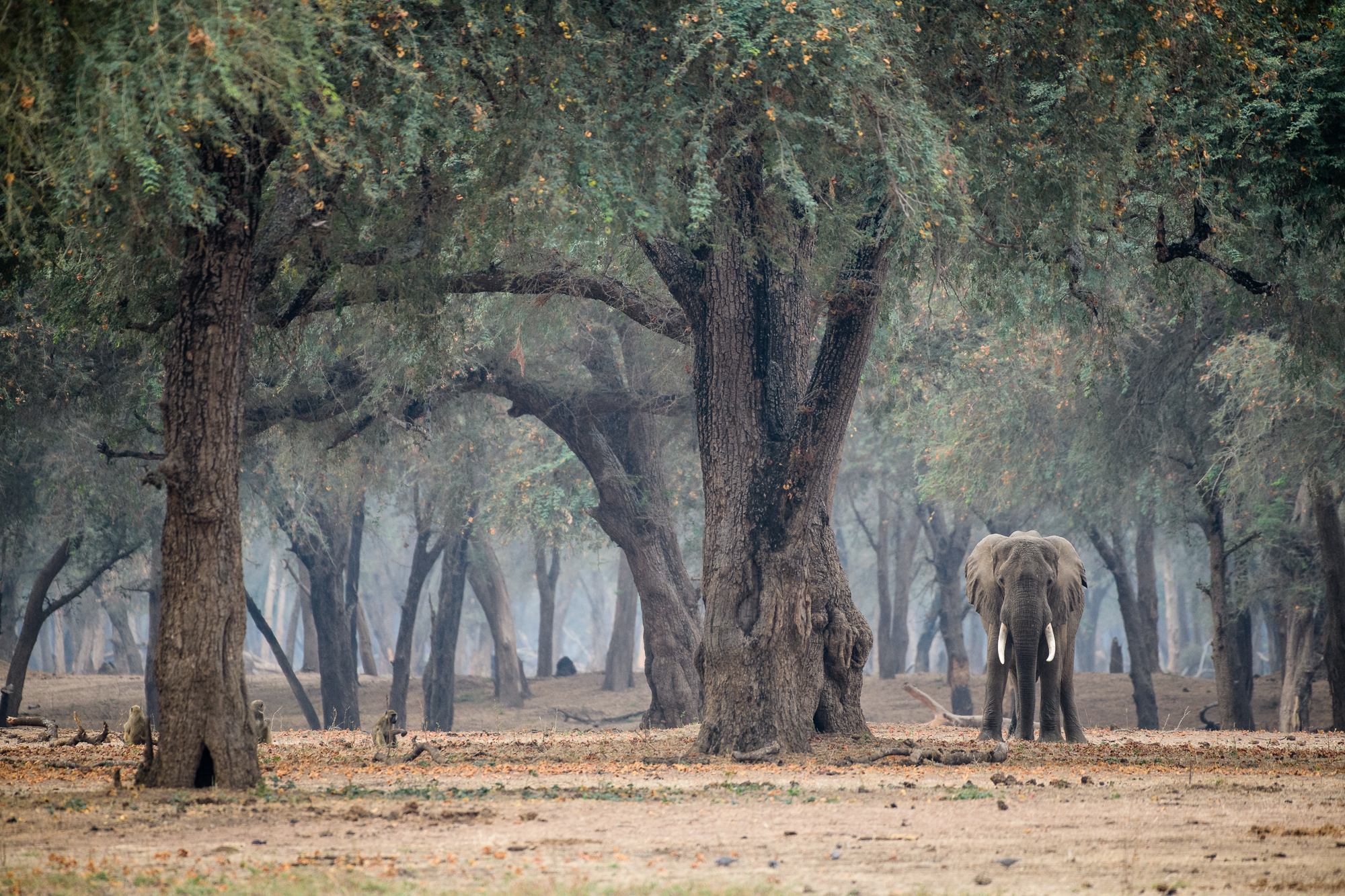 Sambia