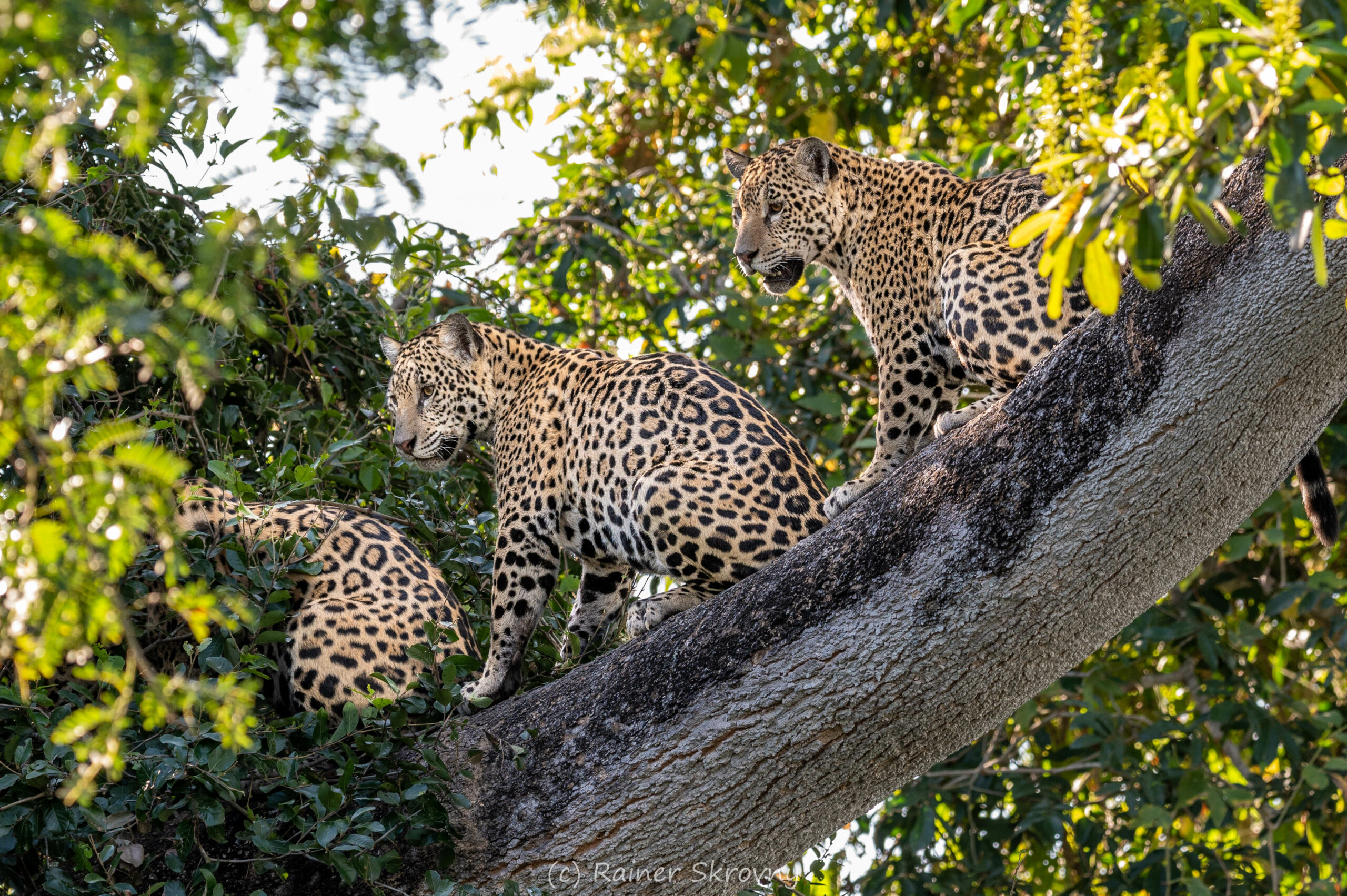 Pantanal