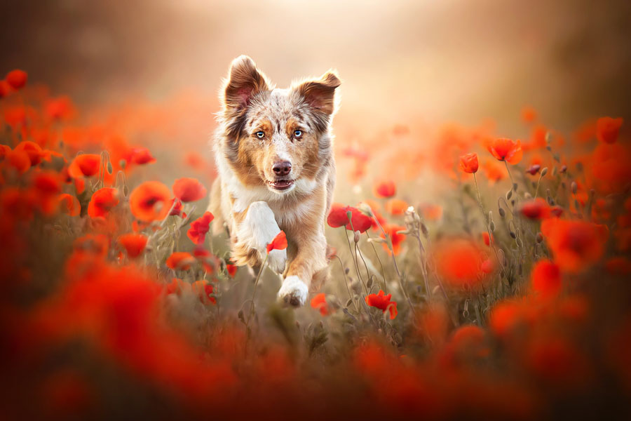 Fokus auf Pfoten: Kreative Hundefotografie − Ria Putzker - Photo+Adventure