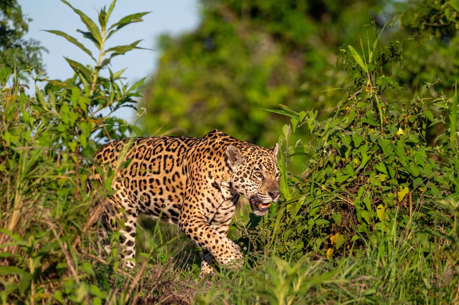 Naturparadies Pantanal – Rainer Skrovny / ARR Reisen I Natur.Kultur.Foto - Photo+Adventure