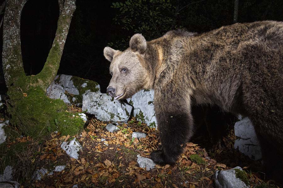 Visual Storytelling von Natur- und Wildlife-Themen − Christine Sonvilla und Marc Graf - Photo+Adventure