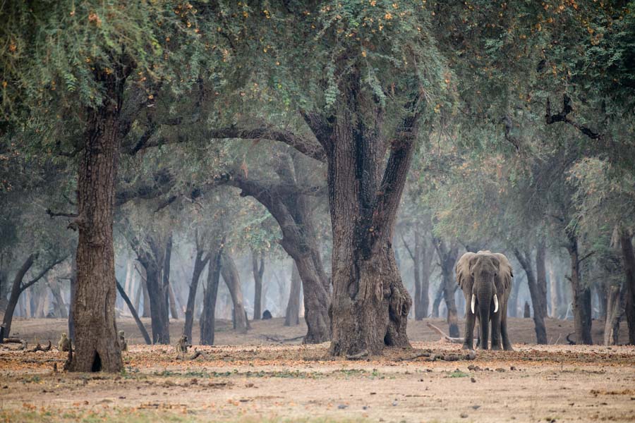 Botswana & Sambia: Im Safari-Paradies – Sandra Petrowitz / Diamir - Photo+Adventure