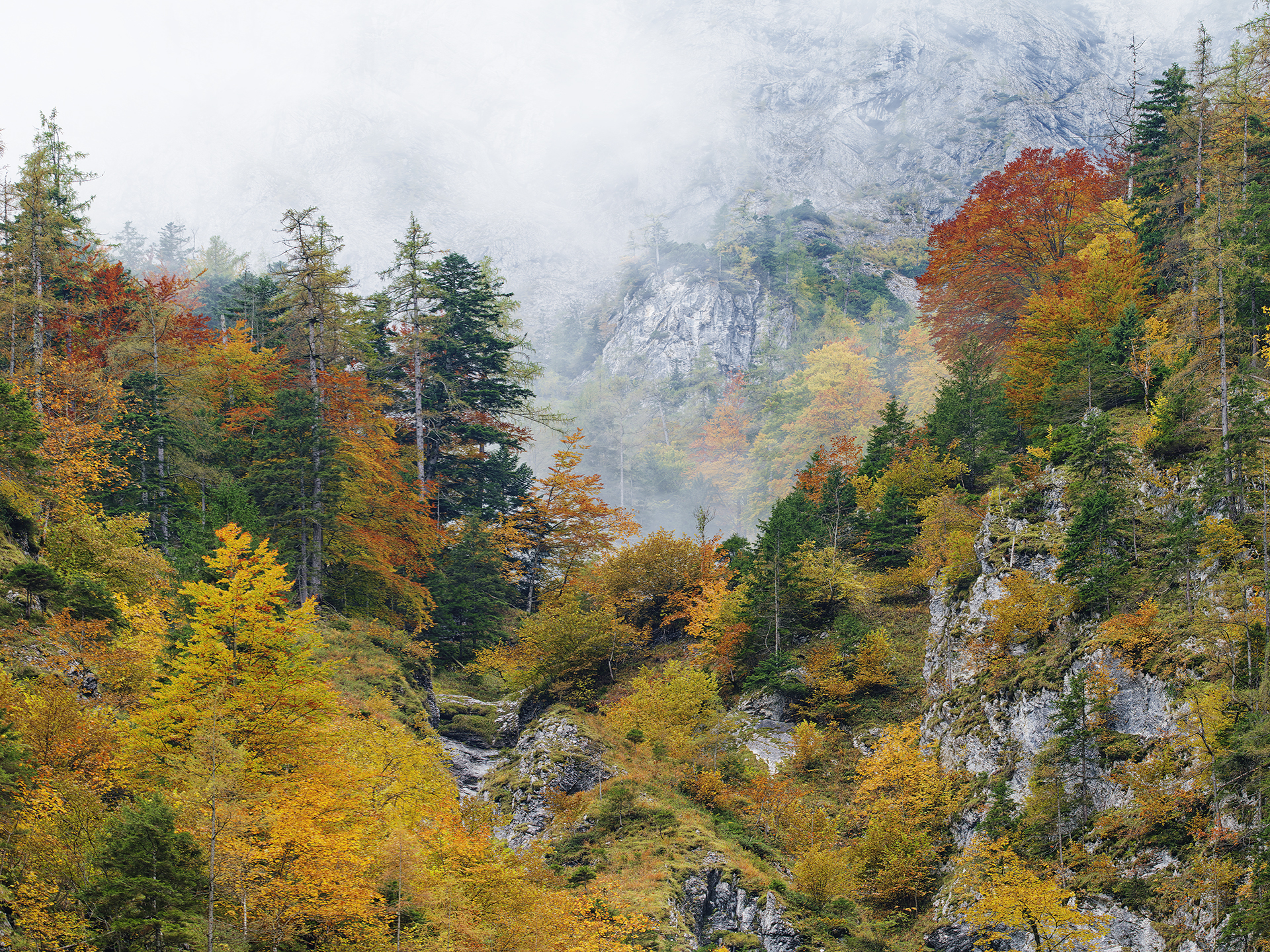 Bergwald im Herbst mit Nebel