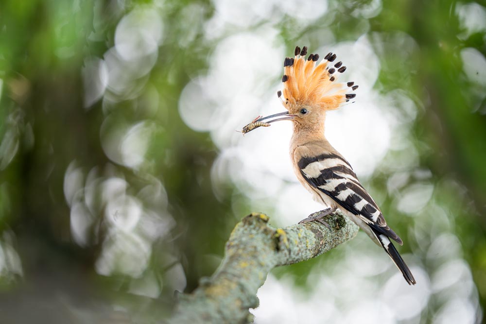 Verantwortung in der Naturfotografie: Warum ethische Wildtierfotografie immer wichtiger wird − David Stenitzer - Photo+Adventure