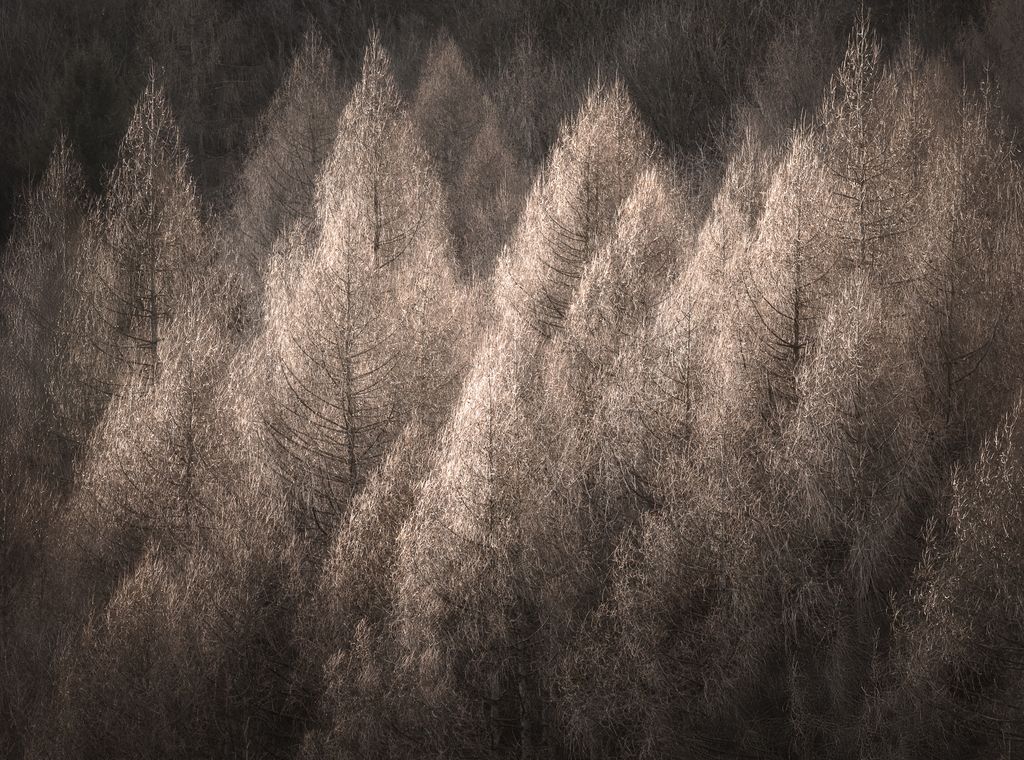 1024_glitter trees – Kai Hornung