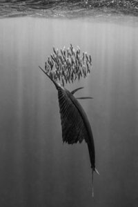 Unterwasserfotografie » Photo+Adventure