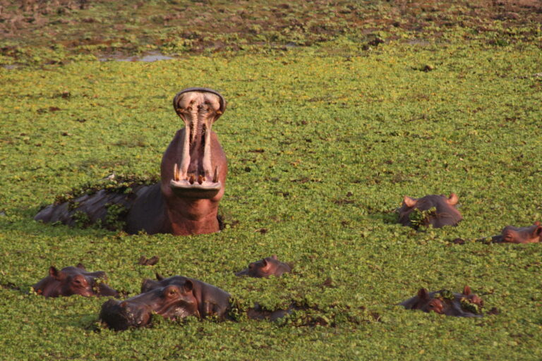 The Great African Journey » Photo+Adventure