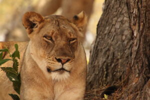 The Great African Journey » Photo+Adventure