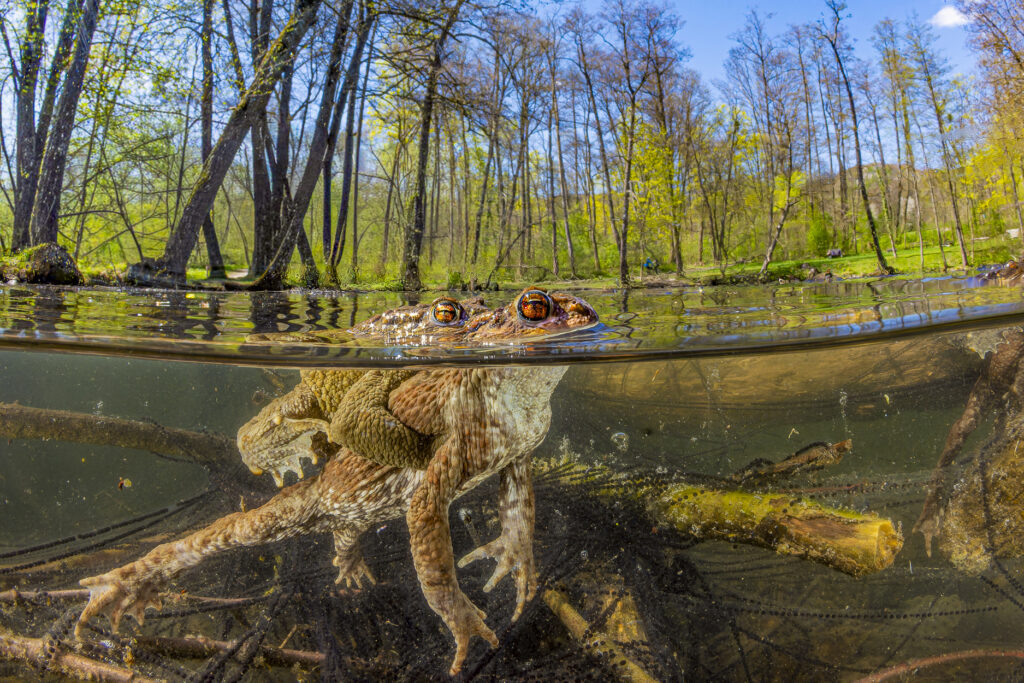 Halb über, halb unter Wasser fotografierte Kröten in einem Auwald