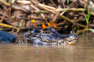 Naturparadies Pantanal » Photo+Adventure