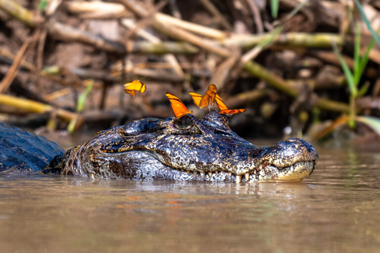 Naturparadies Pantanal