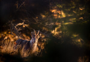 Hohe Wand im Herbst &raquo; Photo+Adventure