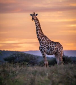 Durch den Süden Afrikas » Photo+Adventure