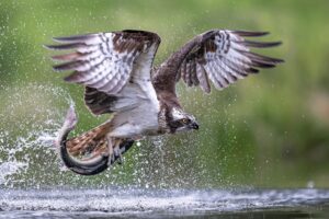Abenteuer Wildtierfotografie » Photo+Adventure