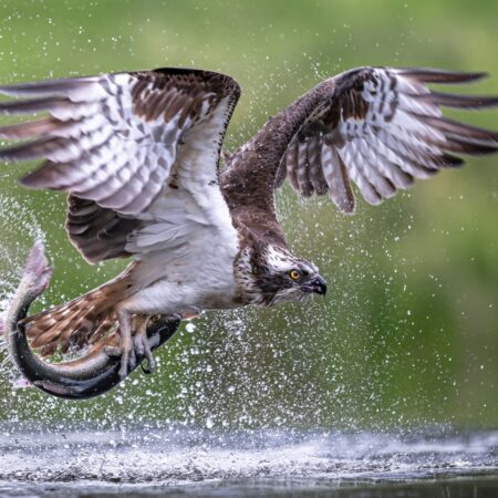 Abenteuer Wildtierfotografie – Manfred Hesch (Seminar)