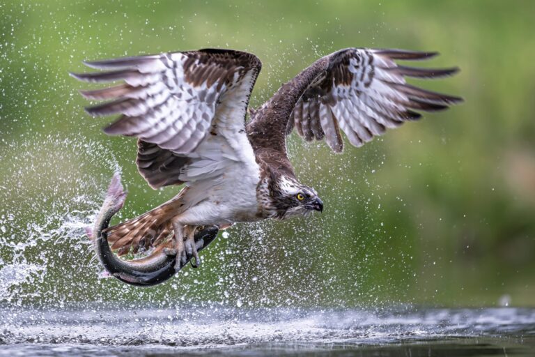 Abenteuer Wildtierfotografie &raquo; Photo+Adventure
