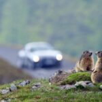 Zeig uns, wie du der Natur begegnest: Fotowettbewerb 2026
