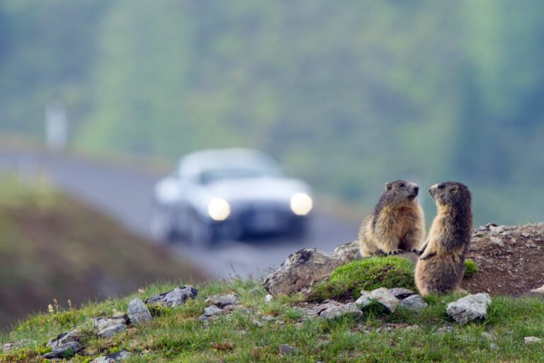 Zeig uns, wie du der Natur begegnest: Fotowettbewerb 2026