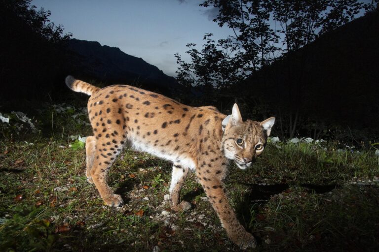 Wild Austria