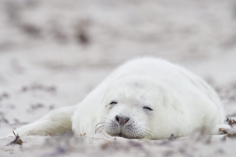 Wildlife- und Vogelfotografie &raquo; Photo+Adventure