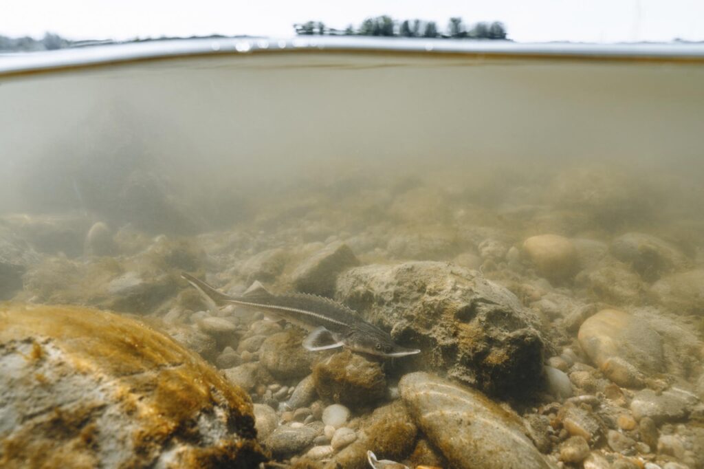 Stör über dem steinigen Grund eines seichten Flusses, halb über, halb unter Wasser fotografiert