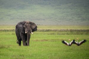 Tansania – Safari im Rhythmus der Wildnis » Photo+Adventure