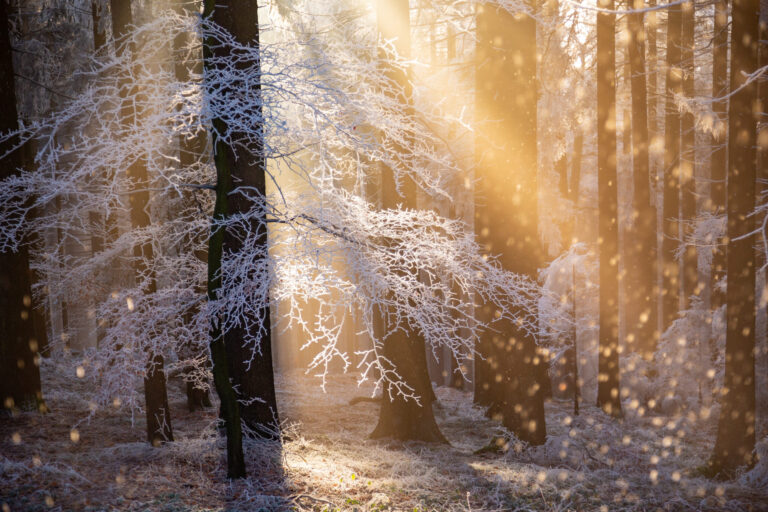 The Beauty Beyond