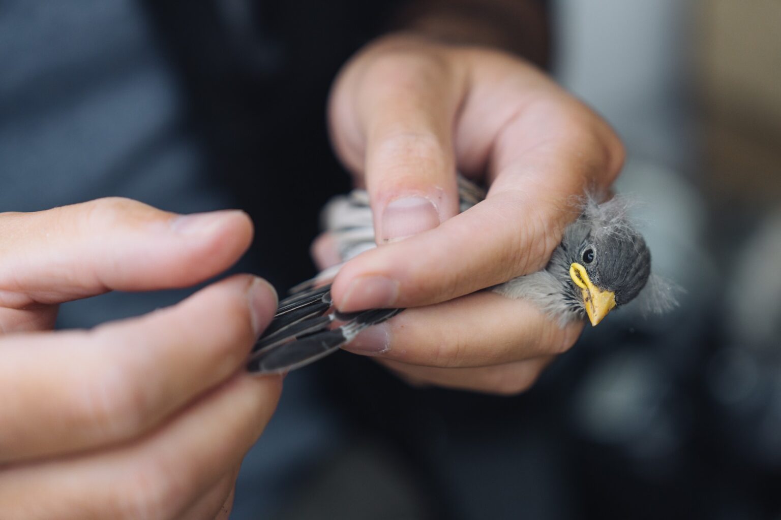 Jungvogel in Händen bei der Beringung