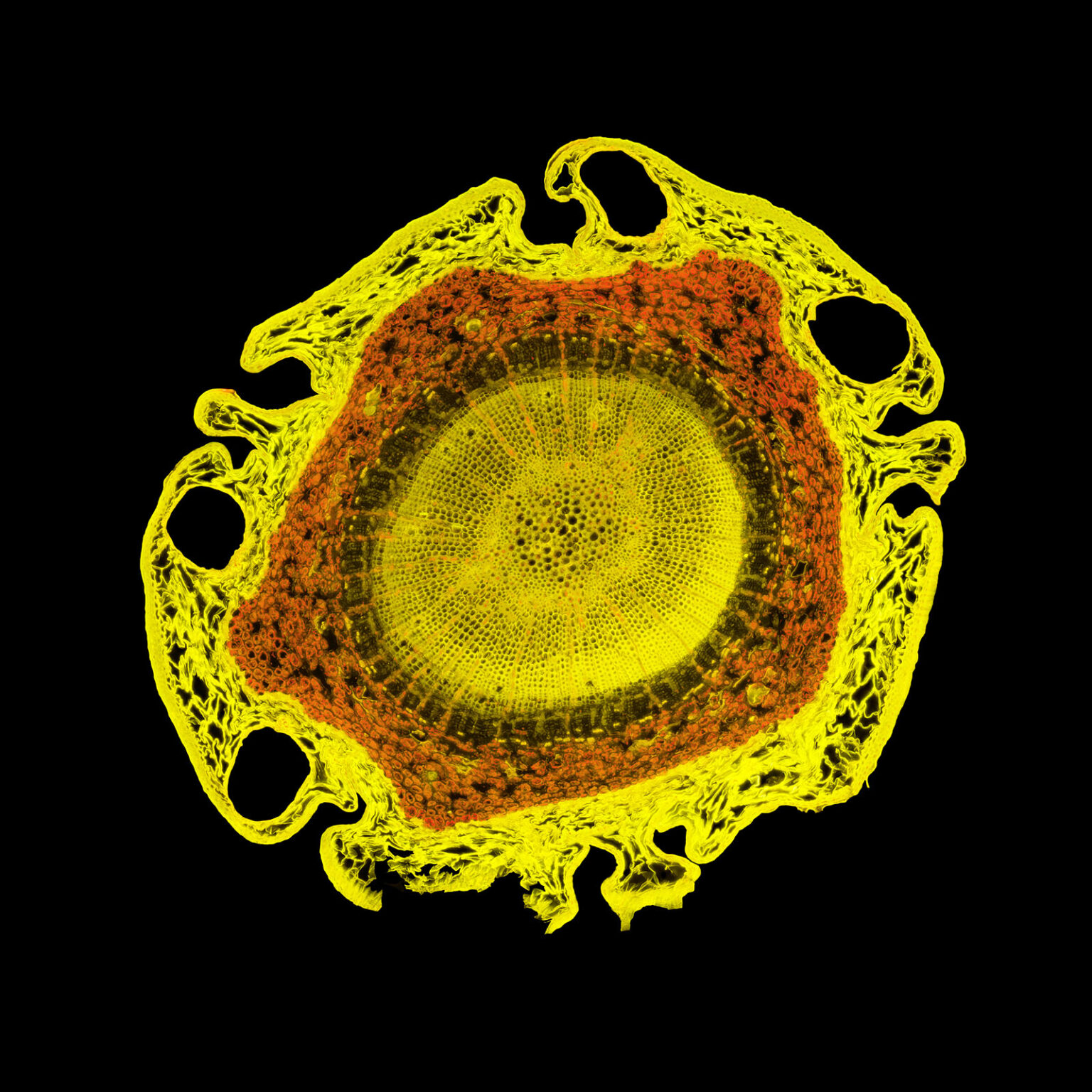 Mikrofotografie eines Lärchenästchens von Gerhard Zimmert